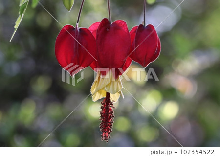 細い花柄からぶら下がった花・ウキツリボク 102354522