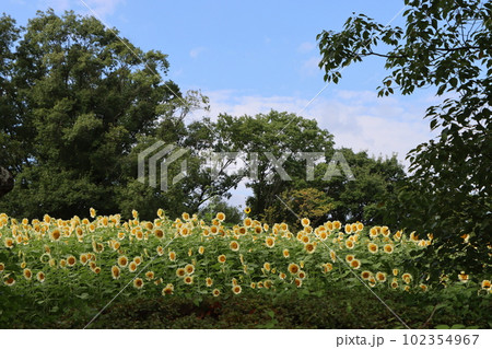 ひまわり畑の夏らしい風景が広がる馬見丘陵公園 ひまわり畑の夏らしい風景が広がる馬見丘陵公園 102354967