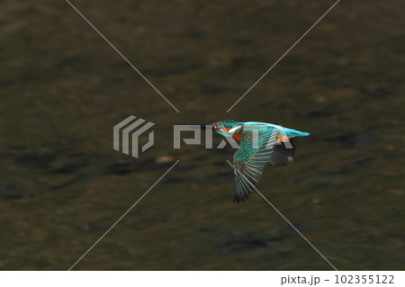 水面を飛ぶカワセミ 水面を飛ぶカワセミ 102355122