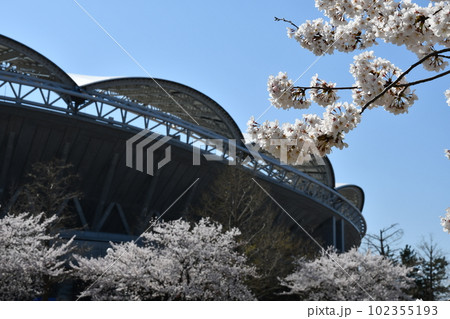 サッカー場と桜 サッカー場と桜 102355193