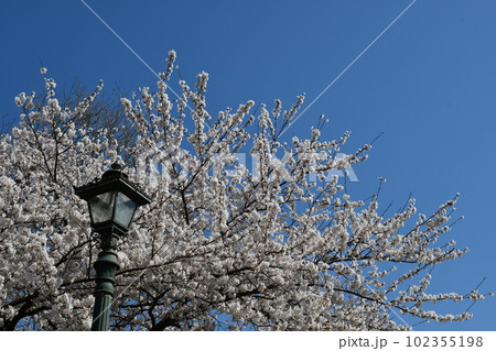 桜と街灯 102355198