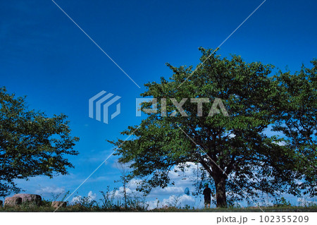 夏休み公園で虫取りをする少年 102355209