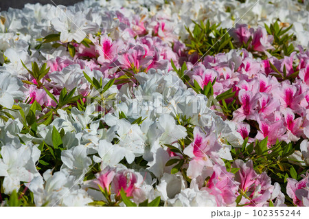 EOS5D.広島市内、サツキ、白とび気味のホワイト。 EOS5D.広島市内、サツキ、白とび気味のホワイト。 102355244
