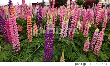 5月・ルピナスの花畑（栃木県栃木市） 102355374