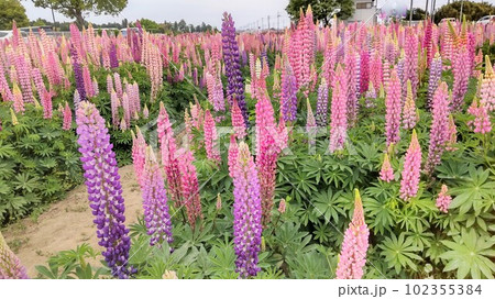 5月・ルピナスの花畑(栃木県栃木市) 5月・ルピナスの花畑(栃木県栃木市) 102355384