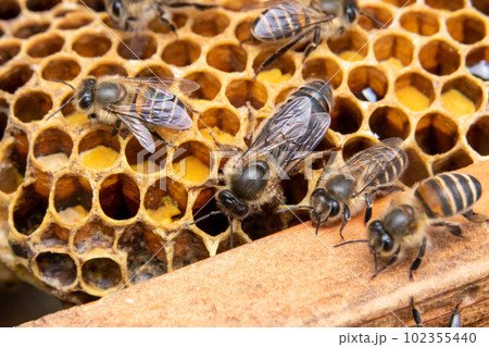 ニホンミツバチ 女王蜂 巣板の上 上からの写真素材 [102355440] - PIXTA