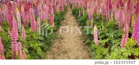 ルピナスの花畑と一本道 102355507