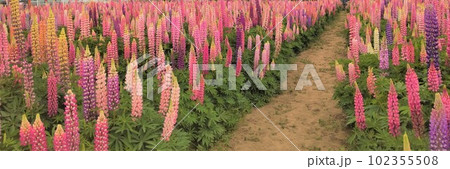 ルピナスの花畑と一本道 ルピナスの花畑と一本道 102355508
