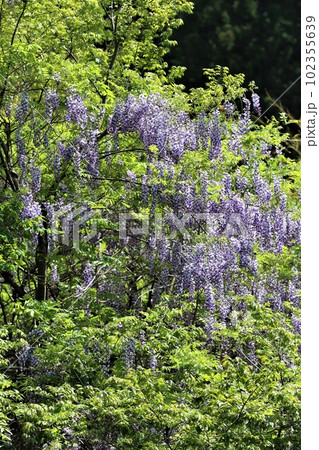 ゆずの里毛呂山町の里山に咲く野生の藤の花 ゆずの里毛呂山町の里山に咲く野生の藤の花 102355639
