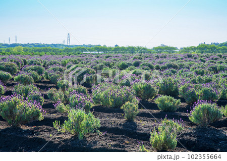 都幾川沿い　ラベンダー畑　新緑の季節　嵐山町 102355664
