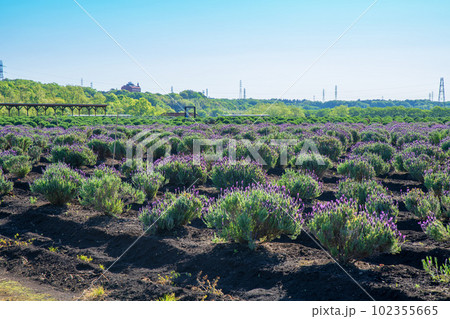 都幾川沿い ラベンダー畑 新緑の季節 嵐山町 都幾川沿い ラベンダー畑 新緑の季節 嵐山町 102355665