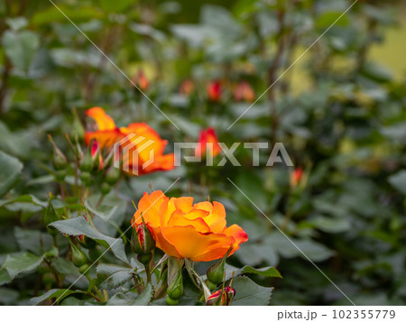 鮮やかな蛍光オレンジ色のバラの花【プレイボーイ】 102355779
