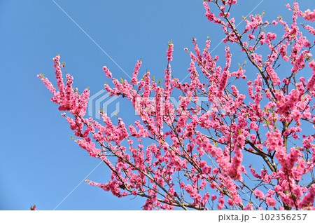 青空をバックに咲くハナモモ 102356257