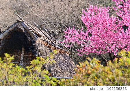 復元住居「科野のムラ」 復元住居「科野のムラ」 102356258