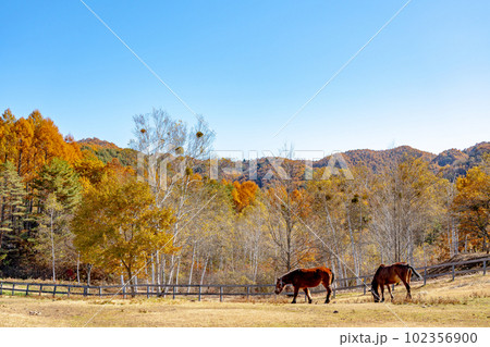 長野県木曽町 紅葉の開田高原の木曽馬の里で草を喰む木曽馬たち 長野県木曽町 紅葉の開田高原の木曽馬の里で草を喰む木曽馬たち 102356900