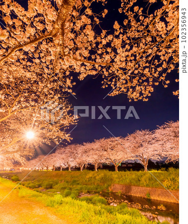 草場川の桜並木の夜桜 草場川の桜並木の夜桜 102356943