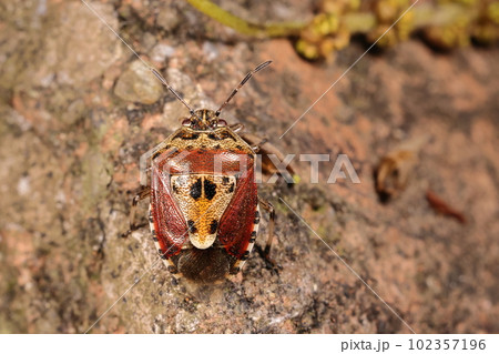生き物 昆虫 ナカボシカメムシ、特徴的な模様。夏はもう少し暗い色のはず、これは春の色かな? 生き物 昆虫 ナカボシカメムシ、特徴的な模様。夏はもう少し暗い色のはず、これは春の色かな? 102357196