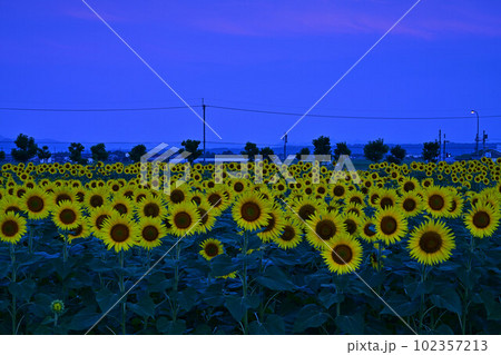 ひまわりの丘公園のひまわり畑 102357213