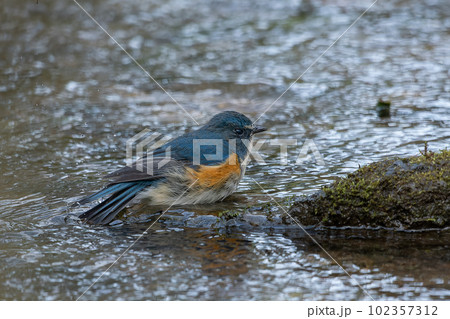 ルリビタキの水浴び 102357312