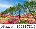松本つつじ園の満開のつつじ 102357318