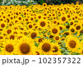 柳川ひまわり園の満開のひまわり 102357322