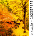 康平寺の黄金のイチョウ 102357375