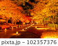紅葉並木のライトアップ 102357376
