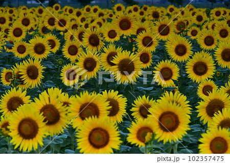 ひまわりの丘公園のひまわり畑 102357475