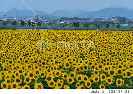 ひまわりの丘公園のひまわり畑 102357481