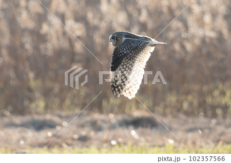 コミミズクの飛翔 コミミズクの飛翔 102357566