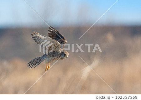 チョウゲンボウのホバリング チョウゲンボウのホバリング 102357569