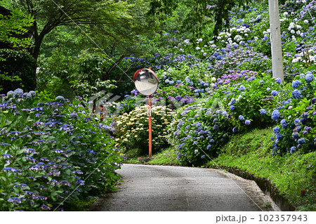 文保寺の紫陽花 文保寺の紫陽花 102357943