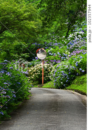 文保寺の紫陽花 文保寺の紫陽花 102357944