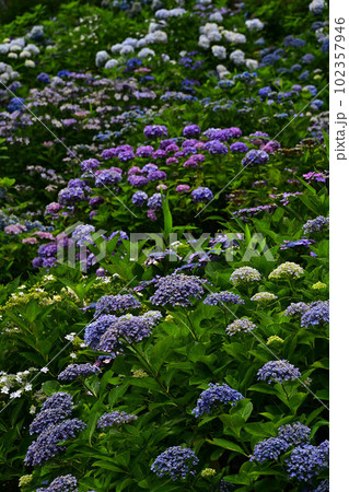 文保寺の紫陽花 文保寺の紫陽花 102357946
