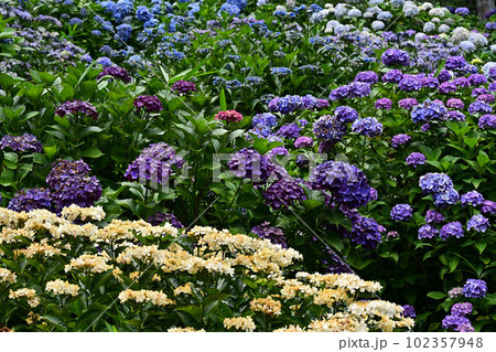 文保寺の紫陽花 文保寺の紫陽花 102357948