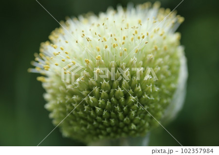 ネギの頭についたネギの花、ねぎ坊主 102357984