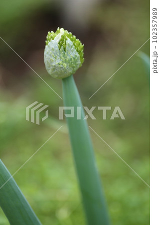 ネギの頭についたネギの花、ねぎ坊主 ネギの頭についたネギの花、ねぎ坊主 102357989
