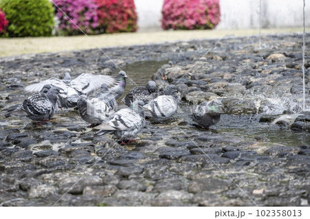 吉香公園の噴水で水を飲む鳩 吉香公園の噴水で水を飲む鳩 102358013