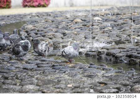 吉香公園の噴水で水を飲む鳩 102358014
