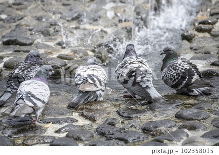 吉香公園の噴水で水を飲む鳩 吉香公園の噴水で水を飲む鳩 102358015