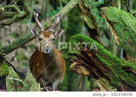屋久島白谷雲水峡(夏　神が宿る森のヤクシカ 102358036