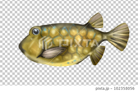 リアルなハコフグのイラスト リアルなハコフグのイラスト 102358056