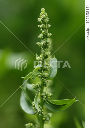 春になって塔だって咲いた、ホウレンソウの花 春になって塔だって咲いた、ホウレンソウの花 102358154