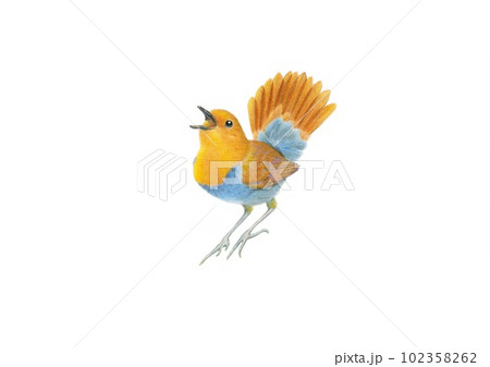 さえずるコマドリ　手描き　色鉛筆画 102358262