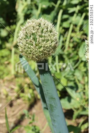 ネギの頭についたネギの花、ねぎ坊主 ネギの頭についたネギの花、ねぎ坊主 102358341