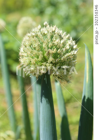 ネギの頭についたネギの花、ねぎ坊主 102358346