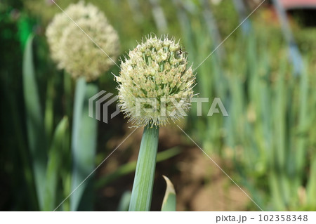 ネギの頭についたネギの花、ねぎ坊主 102358348