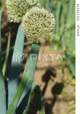 ネギの頭についたネギの花、ねぎ坊主 102358354
