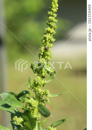 春になって塔だって咲いた、ホウレンソウの花 春になって塔だって咲いた、ホウレンソウの花 102358409