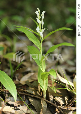里山の林下にひっそりと咲く、稀少なギンランの花 102358596